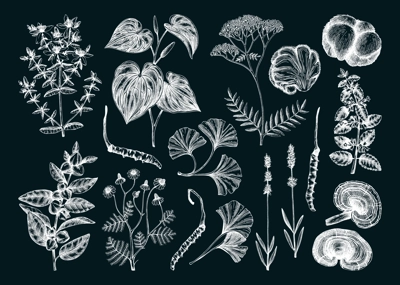 Sketch style mental health herbs and mushrooms. Hand-drawn vector illustrations. Healing plants, natural remedies, medicinal mushrooms on chalkboard. NOT AI generated 